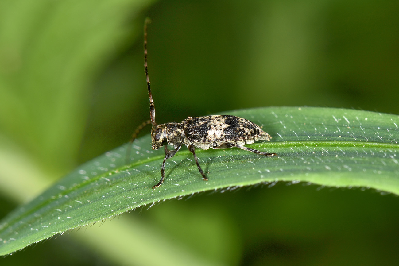 Cerambycidae: Leiopus sp.?  S !